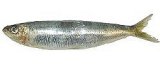 sardina.jpg