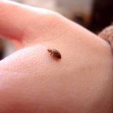 bed-bugs-00.jpg