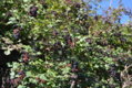 DSC_2648.JPG