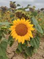 IMG_20160922_092154.jpg