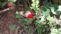 IMG_20170519_133630.jpg