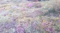 IMG_20170528_115116.jpg