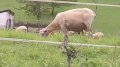 IMG_20170603_110004.jpg