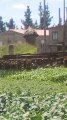IMG_20170609_145436.jpg