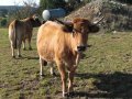 LePuy_20091014_0110.JPG