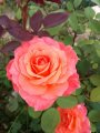 IMG_20170809_155016.jpg