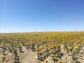 IMG_20170813_140739.jpg