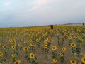 IMG_20170815_072943.jpg