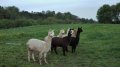 IMG-20180428-WA0006.jpg