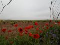 IMG_20180509_102136.jpg