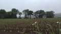 IMG-20180530-WA0033.jpg