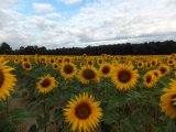 girasoli in partenza da Tannay.JPG