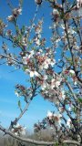 fiori.jpg