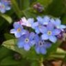 miosotis